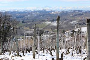 Вторые выходные мая 2015 компания "Берта Паоло" стала участником выставки-дегустации "Ницца и Барбера" 